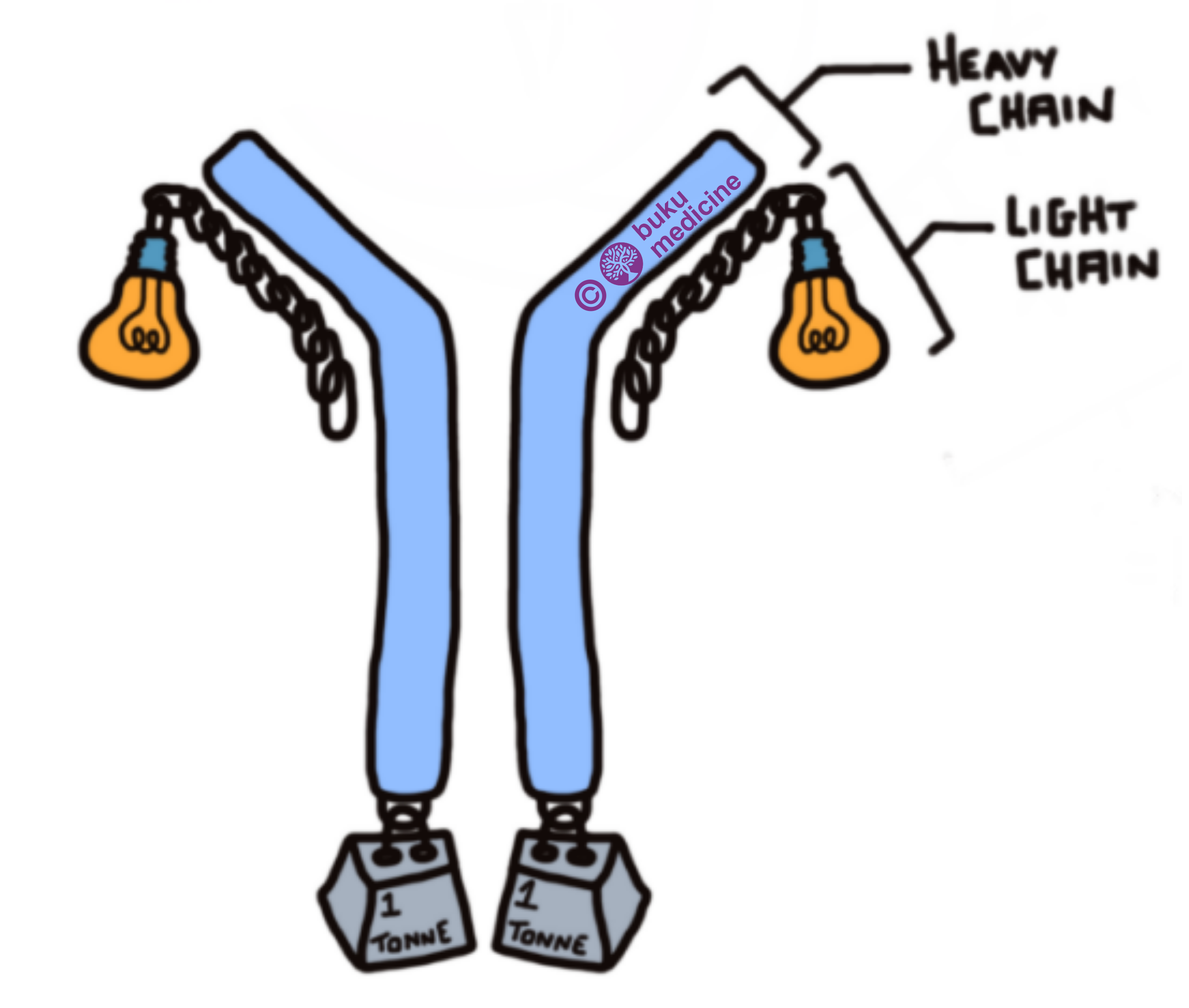 Elevated light chains